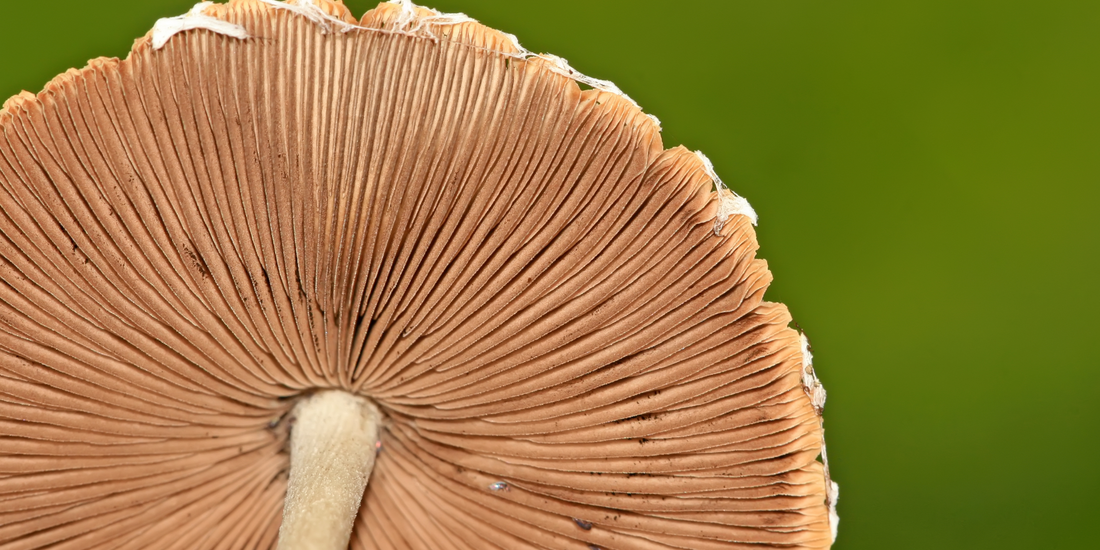 Debunking the Myths About Functional Mushrooms