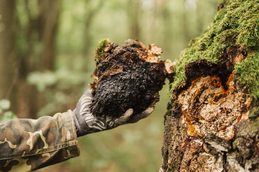 A Comprehensive Guide to Chaga Mushrooms