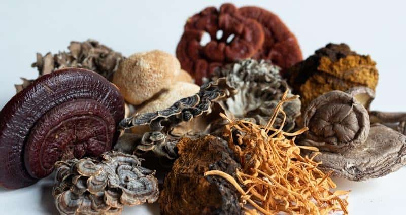The 5 Mushroom Trends Aussies Can’t Stop Talking About in 2025