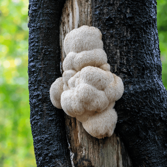 The Benefits of Lion’s Mane Mushrooms for ADHD: Can It Help You Focus?