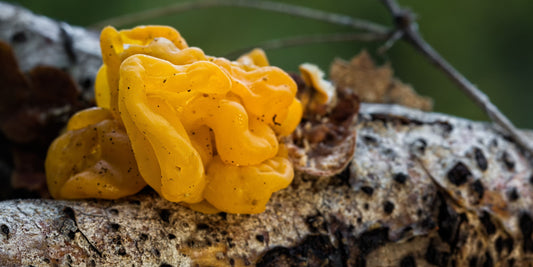 The 3 Best Mushrooms for Skin Health This Autumn