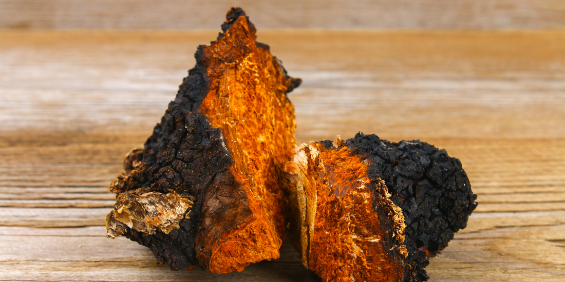 Mushrooms and Immunity: Why Lion’s Mane and Turkey Tail Are Your Spring Allies