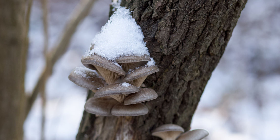 Winter Immunity and Mushrooms: Can Functional Mushrooms Help Support Your Immune System?