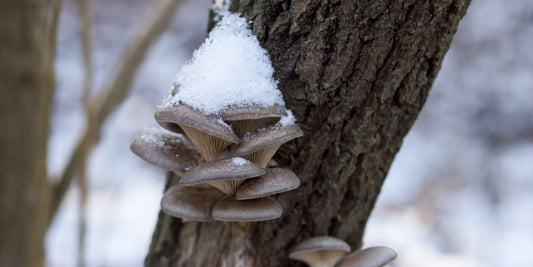 Winter Immunity and Mushrooms: Can Functional Mushrooms Help Support Your Immune System?