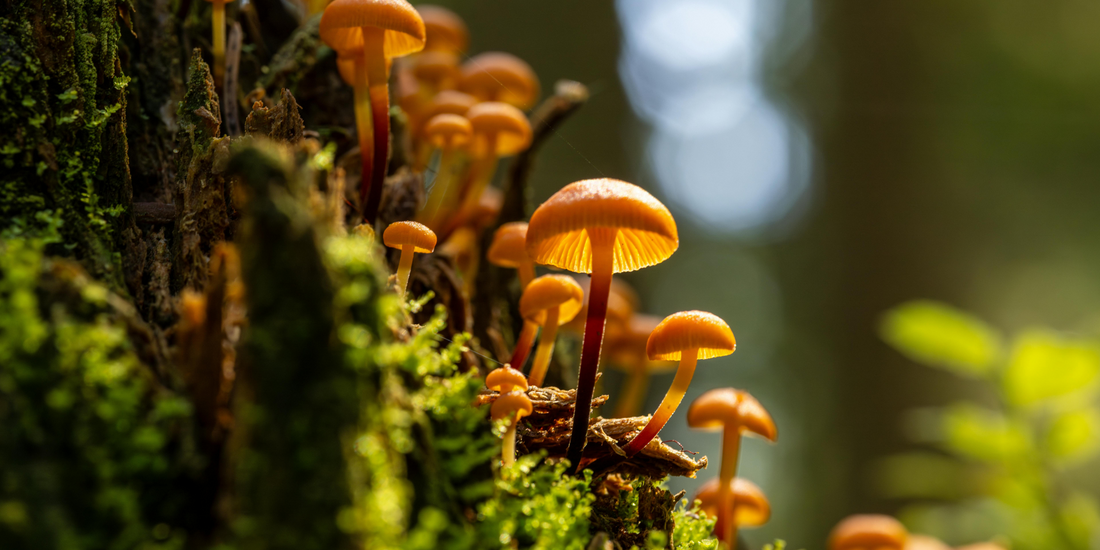 The Science of Functional Mushrooms: How They Support Energy, Focus, Immunity and Calm