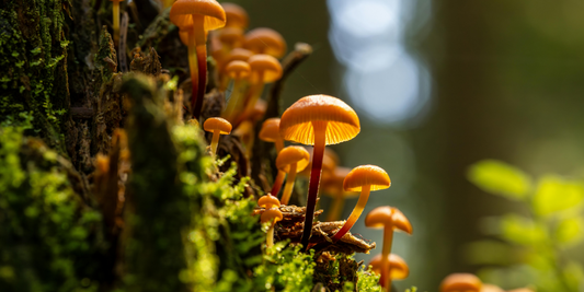 The Science of Functional Mushrooms: How They Support Energy, Focus, Immunity and Calm