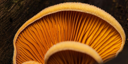 Reishi for Restoration and Rejuvenation