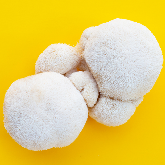 Meet Lion’s Mane, Nature’s Brain Booster