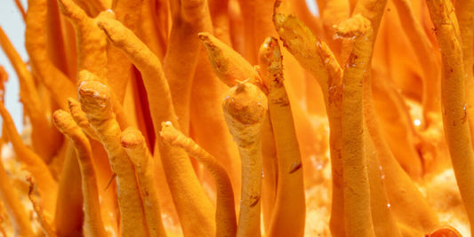Cordyceps and Libido: What Science Says About Energy, Desire, and Sexual Health