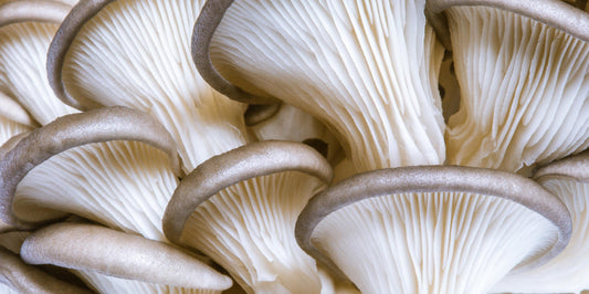 The Top 10 Functional Mushrooms and Their Health Benefits
