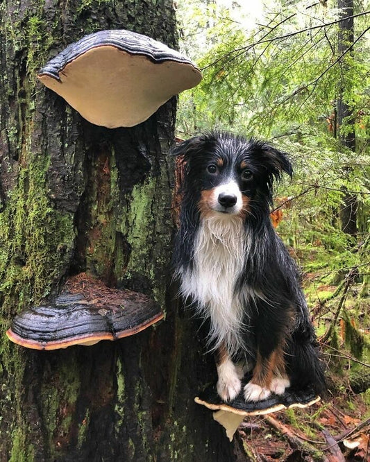 Functional Mushrooms for Pets: Unlocking Nature’s Paw-fect Secrets