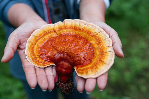 Pure Mushroom Benefits: Why Choose 100% Fruiting Body Extracts?