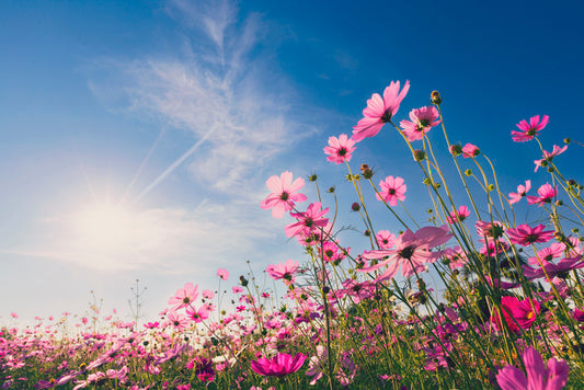 The Mental and Physical Benefits of Spring: How Flowers and Nature Boost Your Wellbeing