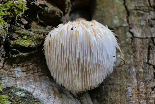 Lion’s Mane Mushroom: Nature’s Amazing Brain Booster