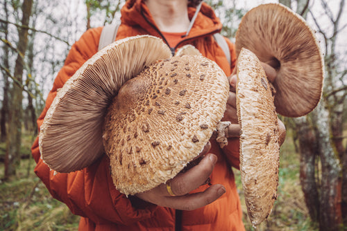 Why Mushrooms Are a Natural Immune System Supercharger