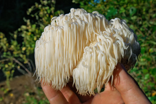 Lion’s Mane Mushrooms: Your Brain’s Best Friend in the Fungi Kingdom