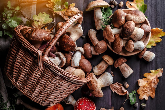 Harnessing Your Health with Functional Mushrooms in 2023