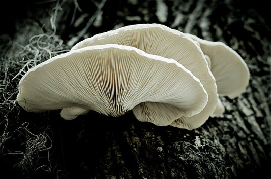 6 ways to identify quality medicinal mushroom products