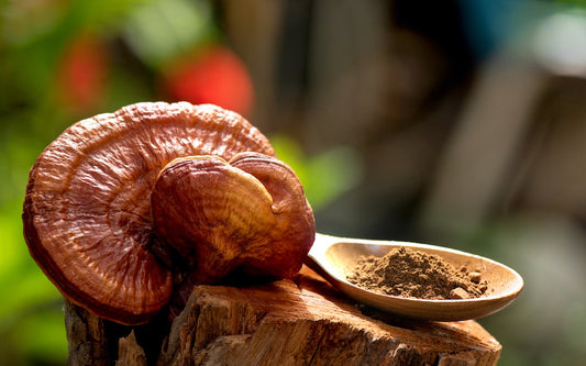 The Amazing Health Benefits of Reishi Mushrooms