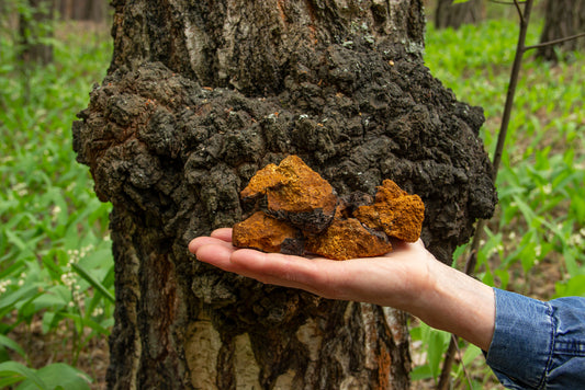 Chaga Mushrooms: The Superheroes of the Functional Fungi World