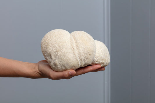 A Comprehensive Guide to Lion’s Mane Mushroom