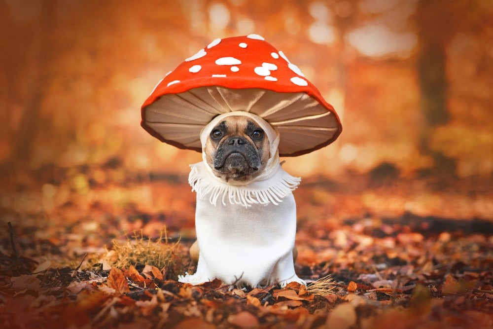 Functional Mushrooms for Pets – The Paw-fect Natural Remedy for Your Best Friend!