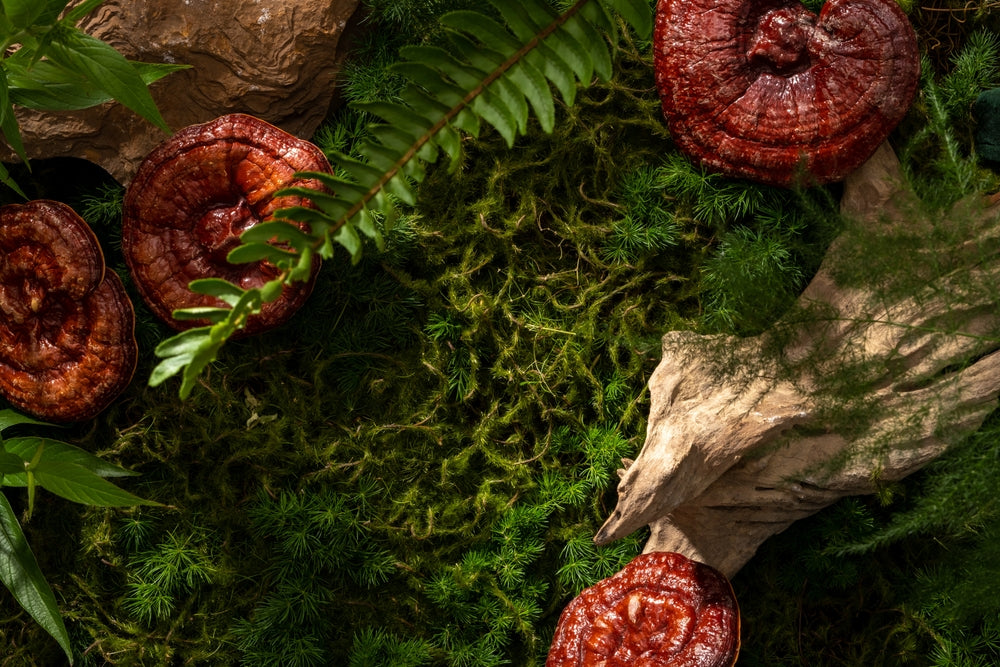 Why Should You Take Functional Mushrooms Daily?