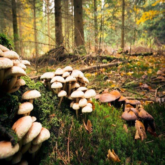 Why we prefer Wood Grown Vs Grain Grown Mushrooms?