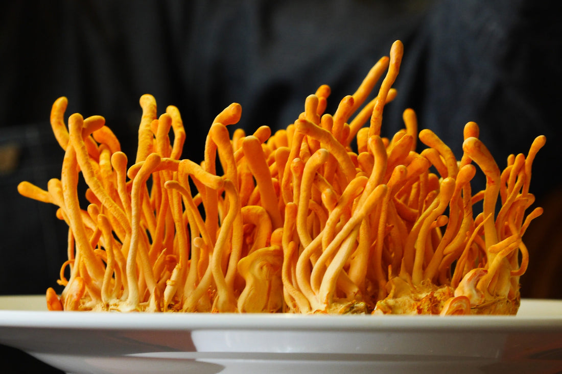 7 Reasons Why Cordyceps Mushroom is the Performance and Energy Mushroom